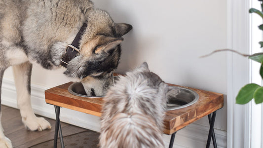 How to Make Hard Water Safe for Pets and Animals