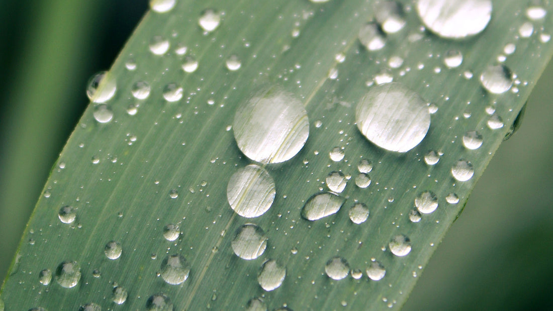 Water-Saving Strategies for Your Garden and Landscaping