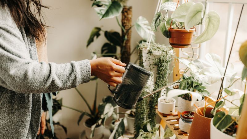 The Link Between Soft Water and Healthy Indoor Plants