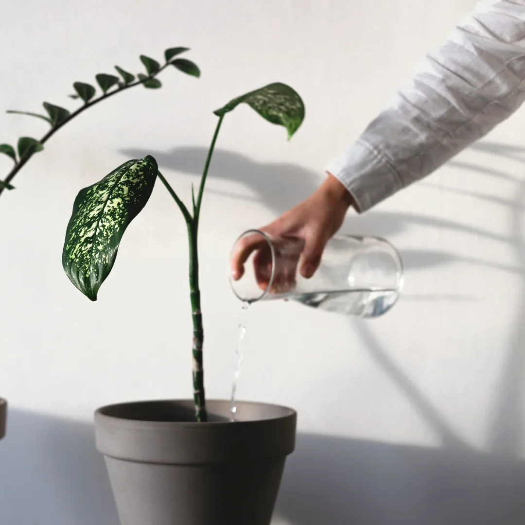 using a glass to water houseplants