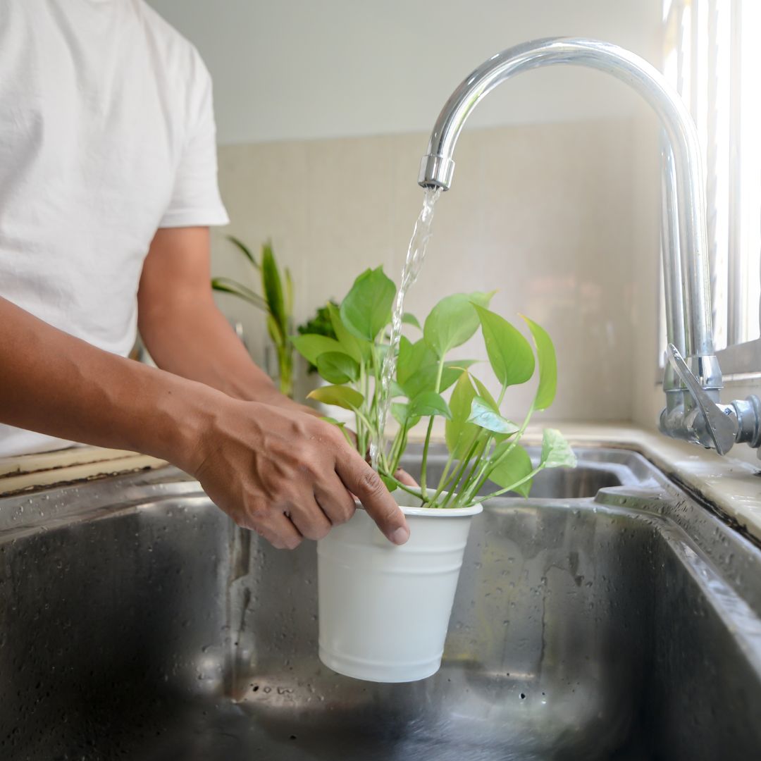 Watering indoor plant in faucet