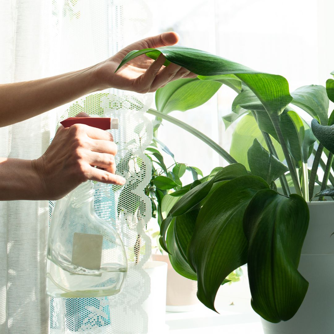 Person spraying the healthy leaves of an indoor plant