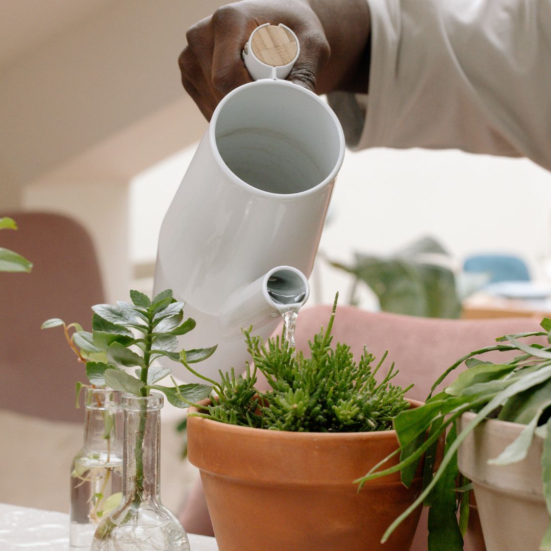 Watering healthy indoor plants