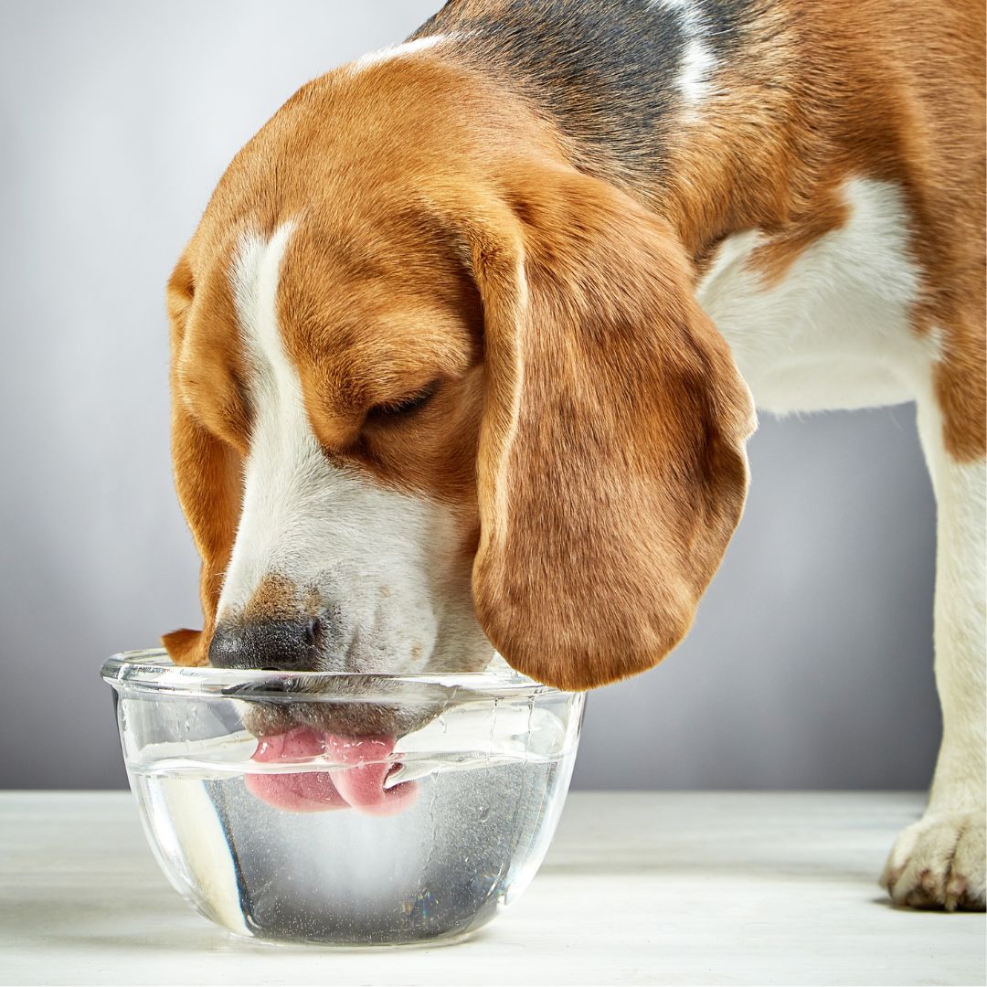 dog drinking out of clear glass water bowl