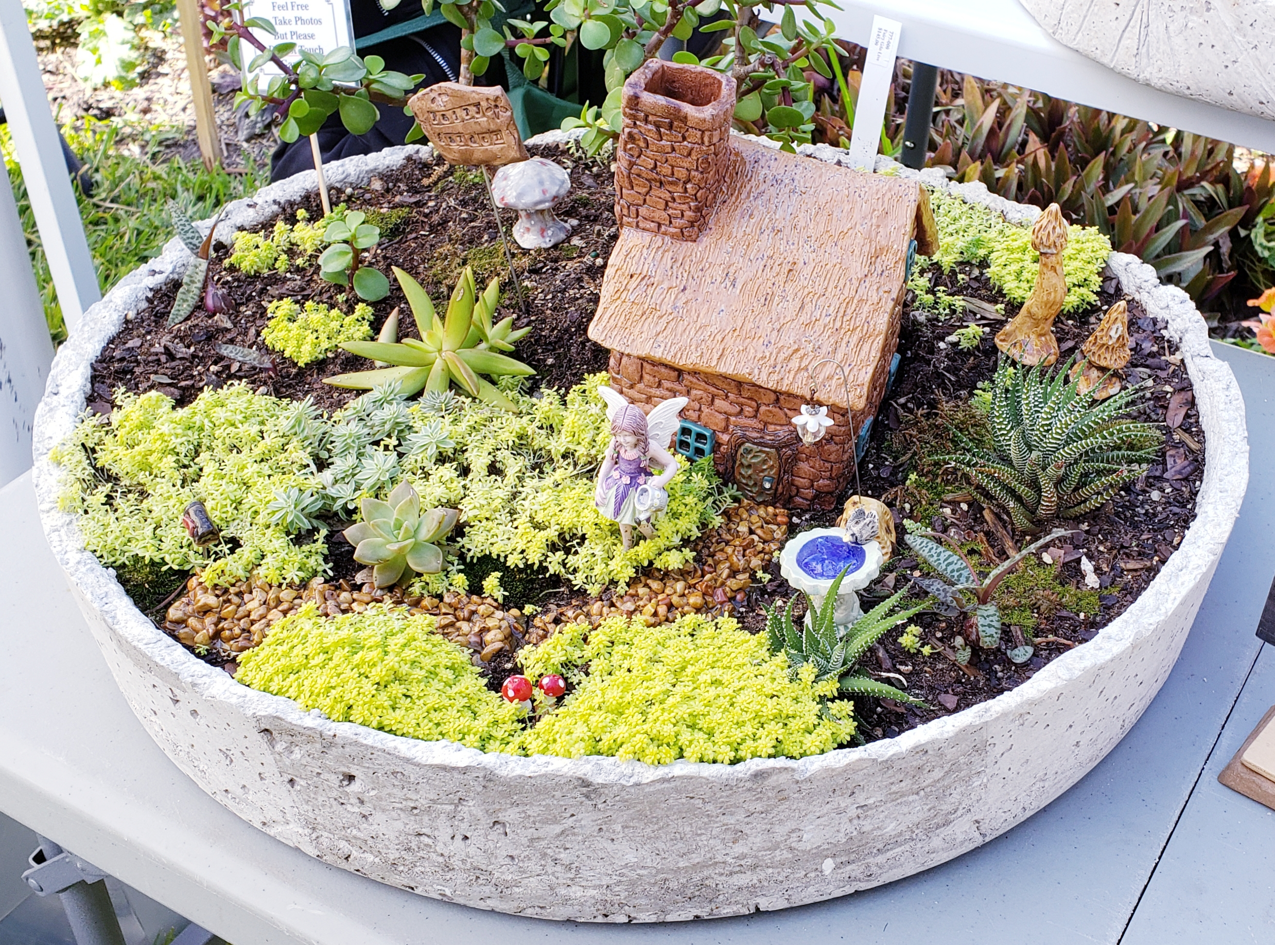 A fairy garden