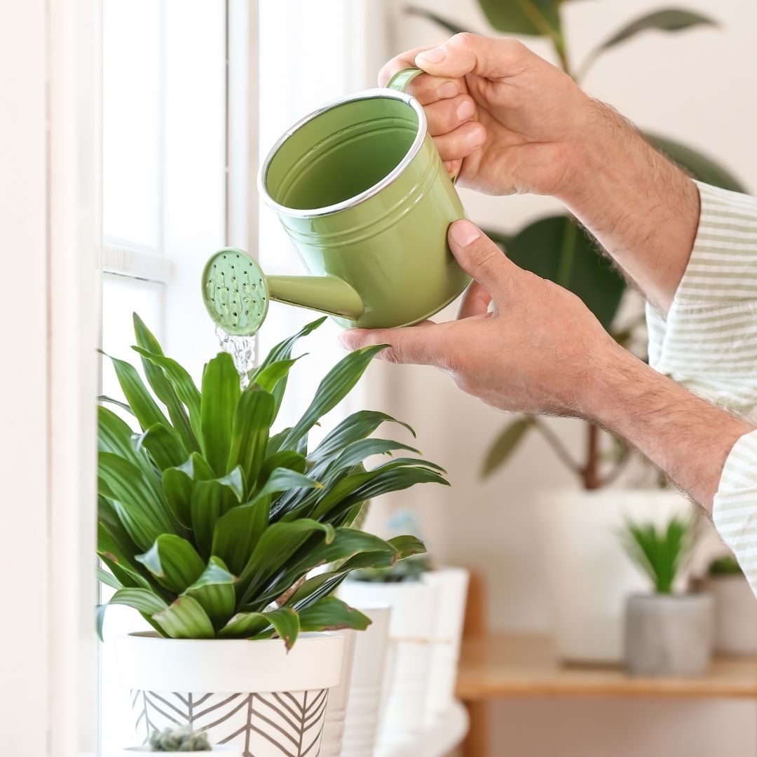 person watering plants from watering can