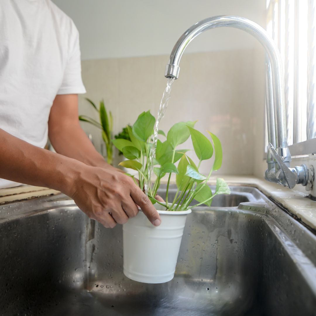 Person watering a plant from the sink faucet