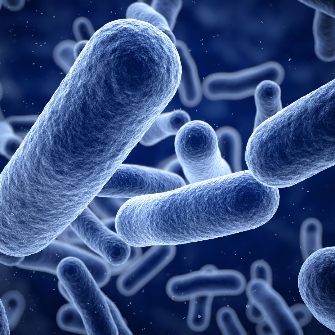 microscopic view of bacteria